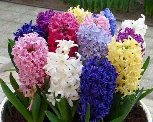 Năm mới cắm những loại hoa này, gia chủ vừa hạnh phúc vừa 'tiền vào như nước' ảnh 1
