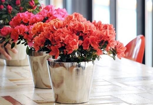 Những loại cây nhiều người ưa trồng trong nhà nhưng lại chứa nhiều chất cực độc ảnh 1