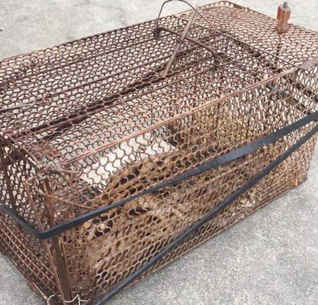 Lão nông Huế bẫy trúng cá thể động vật nghi mèo rừng quý hiếm ảnh 1