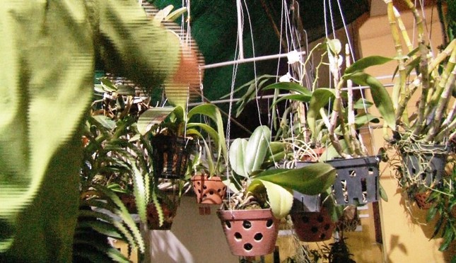 Nghi phạm gây ra hàng loạt vụ trộm cây cảnh ở Huế sa lưới ảnh 2