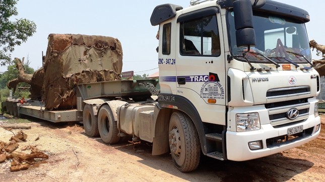 Sau cưa cắt, 3 cây 'kỳ quái' lên xe chở xuất hành ra Bắc ảnh 3