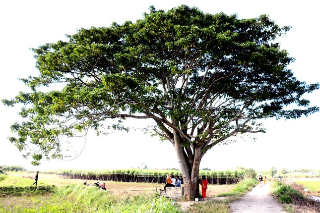 Đổ xô về Huế săn tìm 'cây cô đơn' xuất hiện trong 'Mắt biếc' ảnh 6