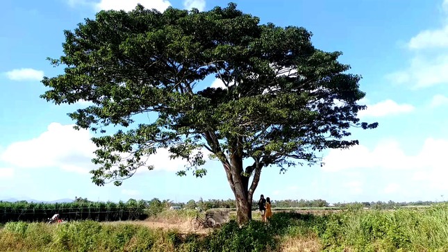 Đổ xô về Huế săn tìm 'cây cô đơn' xuất hiện trong 'Mắt biếc' ảnh 5
