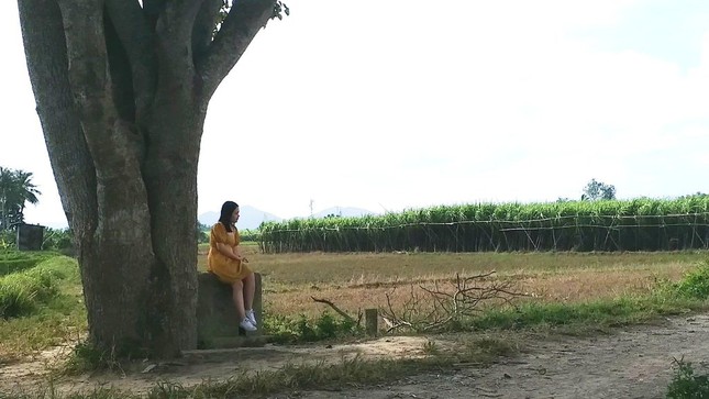 Đổ xô về Huế săn tìm 'cây cô đơn' xuất hiện trong 'Mắt biếc' ảnh 11