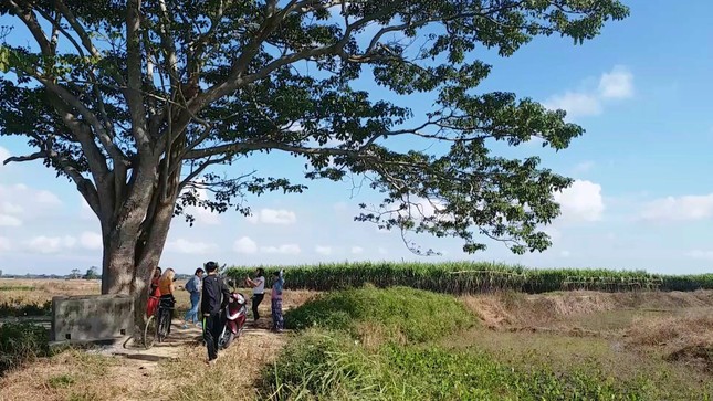 Đổ xô về Huế săn tìm 'cây cô đơn' xuất hiện trong 'Mắt biếc' ảnh 8