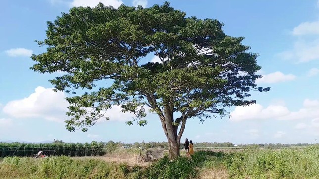 Đổ xô về Huế săn tìm 'cây cô đơn' xuất hiện trong 'Mắt biếc' ảnh 13
