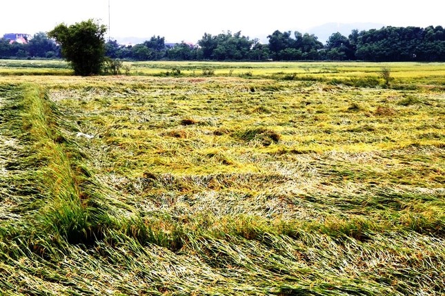 Mưa 'giải nhiệt' vùi dập hơn 14.000 ha lúa sắp chín tại TT- Huế ảnh 6