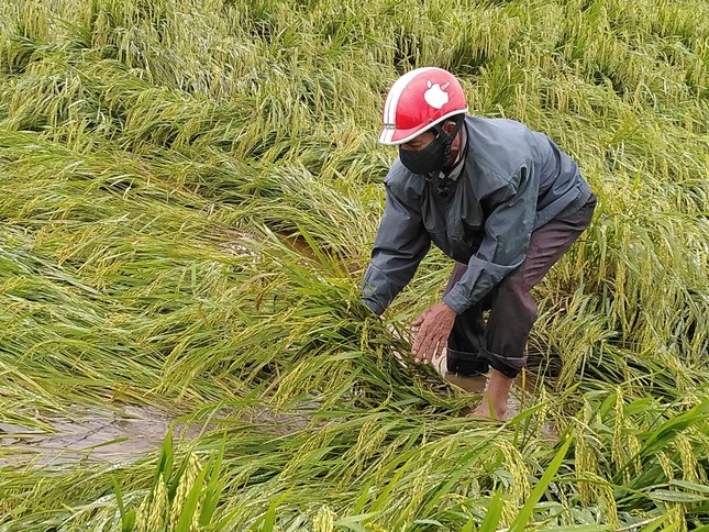 Mưa 'giải nhiệt' vùi dập hơn 14.000 ha lúa sắp chín tại TT- Huế ảnh 2