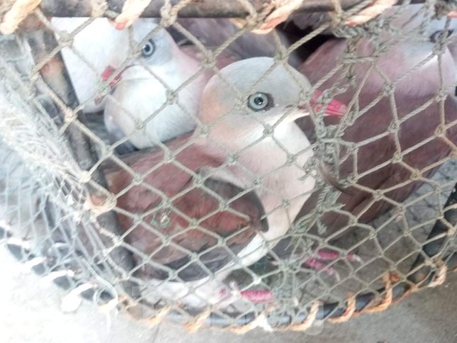 Thả hàng chục cá thể chim Gầm Ghì lưng nâu săn bẫy trái phép về môi trường tự nhiên ảnh 3