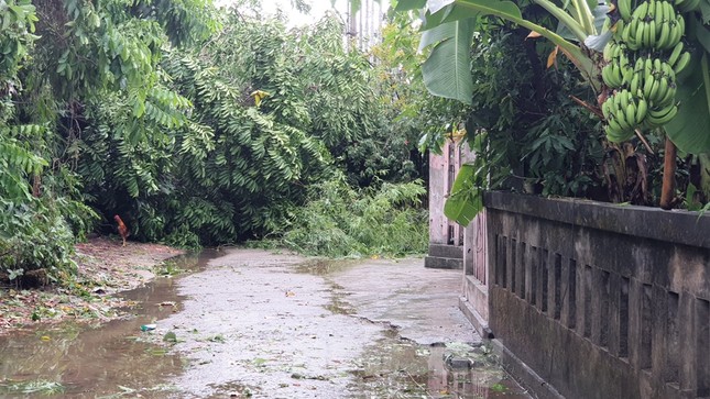 Cây đổ hàng loạt, mất điện, hàng nghìn nhà tốc mái do bão số 5 ảnh 33