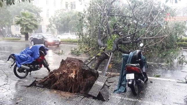 TT-Huế có thêm 2 trường hợp tử vong do bão số 5, gần 100 trường hợp bị thương ảnh 2