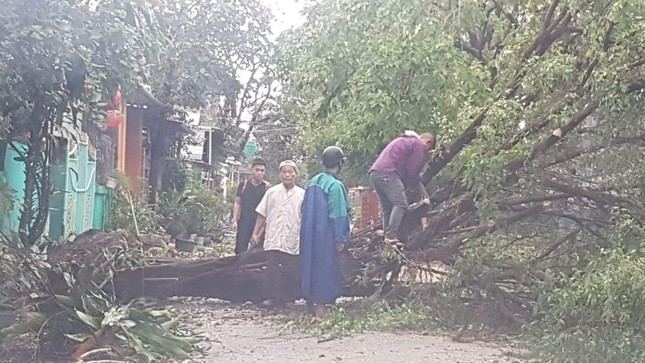 ‘Cụ’ xà cừ số 13 cổ nhất tại Huế bị bão cùng tên quật đổ bật cả gốc gây tiếc nuối ảnh 16