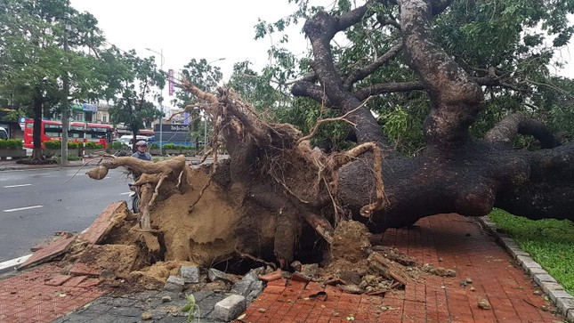‘Cụ’ xà cừ số 13 cổ nhất tại Huế bị bão cùng tên quật đổ bật cả gốc gây tiếc nuối ảnh 17