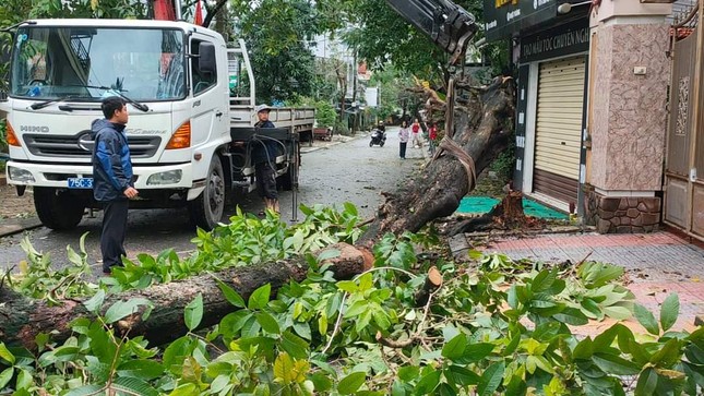 ‘Cụ’ xà cừ số 13 cổ nhất tại Huế bị bão cùng tên quật đổ bật cả gốc gây tiếc nuối ảnh 12