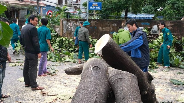 ‘Cụ’ xà cừ số 13 cổ nhất tại Huế bị bão cùng tên quật đổ bật cả gốc gây tiếc nuối ảnh 14