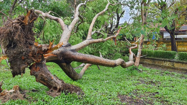 ‘Cụ’ xà cừ số 13 cổ nhất tại Huế bị bão cùng tên quật đổ bật cả gốc gây tiếc nuối ảnh 5