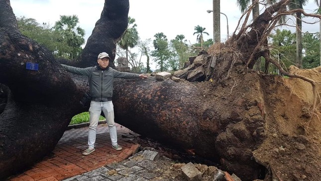 ‘Cụ’ xà cừ số 13 cổ nhất tại Huế bị bão cùng tên quật đổ bật cả gốc gây tiếc nuối ảnh 4