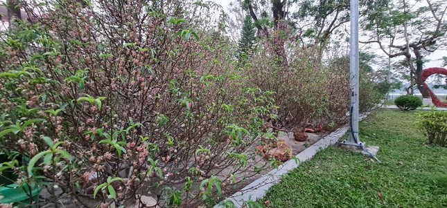 Vùng cao xứ Huế sắp có rừng hoa đào từ những gốc đào cảnh trưng Tết ảnh 1