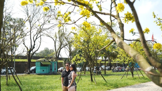 Chủ tịch tỉnh kêu gọi xây dựng Huế thành ‘xứ sở mai vàng’ của Việt Nam ảnh 5
