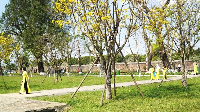 Chủ tịch tỉnh kêu gọi xây dựng Huế thành ‘xứ sở mai vàng’ của Việt Nam ảnh 6