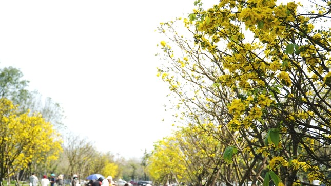 Chủ tịch tỉnh kêu gọi xây dựng Huế thành ‘xứ sở mai vàng’ của Việt Nam ảnh 7