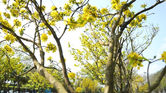 Chủ tịch tỉnh kêu gọi xây dựng Huế thành ‘xứ sở mai vàng’ của Việt Nam ảnh 2
