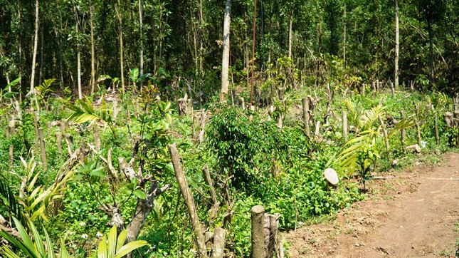 Đua nhau trồng cây phủ kín vườn chờ… đền bù ở TT-Huế ảnh 2