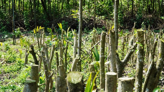 Đua nhau trồng cây phủ kín vườn chờ… đền bù ở TT-Huế ảnh 3