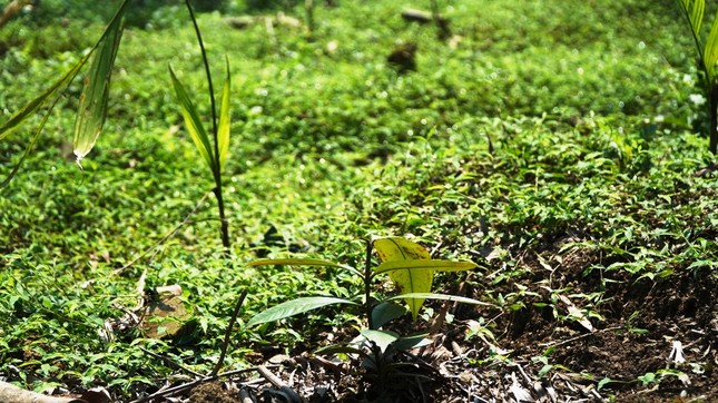 Đua nhau trồng cây phủ kín vườn chờ… đền bù ở TT-Huế ảnh 6