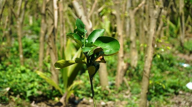 Đua nhau trồng cây phủ kín vườn chờ… đền bù ở TT-Huế ảnh 5