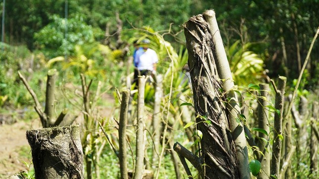 Đua nhau trồng cây phủ kín vườn chờ… đền bù ở TT-Huế ảnh 7