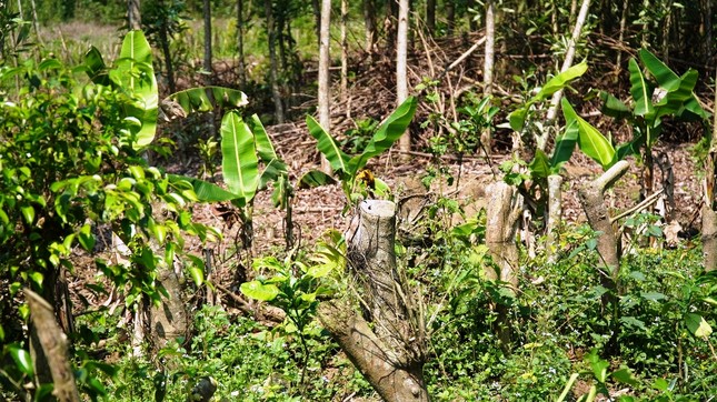 Đua nhau trồng cây phủ kín vườn chờ… đền bù ở TT-Huế ảnh 9