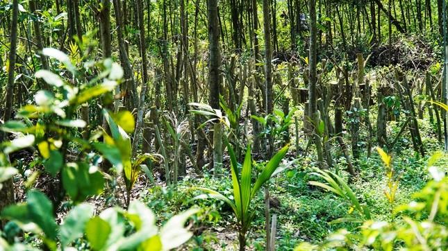 Đua nhau trồng cây phủ kín vườn chờ… đền bù ở TT-Huế ảnh 10