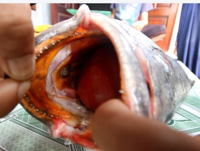 Cá lạ nặng 10kg mắc lưới, nghi cá sủ vàng ảnh 2