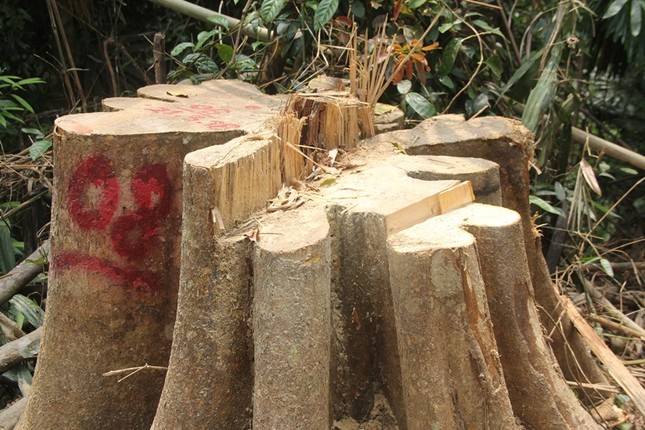'Xẻ thịt' rừng phòng hộ Quảng Nam ảnh 4