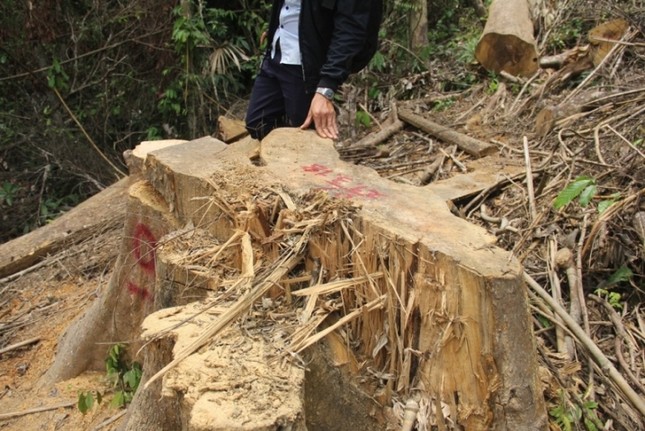 'Xẻ thịt' rừng phòng hộ Quảng Nam ảnh 6