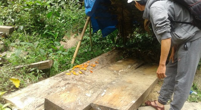 'Xẻ thịt' rừng phòng hộ Quảng Nam ảnh 1