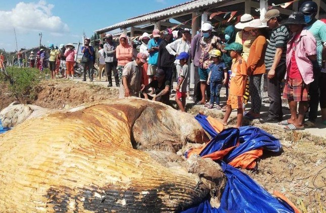 Xác cá Ông 10 tấn dạt vào bờ biển Bạc Liêu ảnh 1