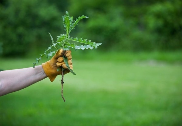 Nếu bạn định làm điều gì đó, hãy cố gắng làm cho thật đúng ảnh 1