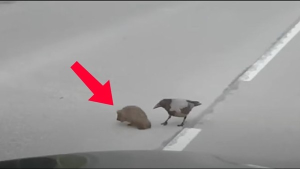 3 triệu lượt xem chỉ sau 48h: Video quạ giúp nhím qua đường sẽ khiến bạn mỉm cười! ảnh 1
