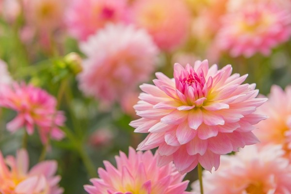 Bạn có đang góp phần gieo trồng thứ gì đáng để gặt hái bởi người khác không? ảnh 3