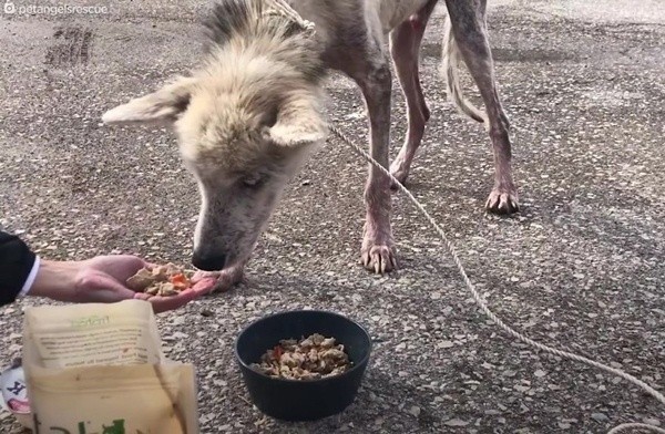 Từng bị chủ bỏ đói để trả thù, chú chó husky đã “biến hình” ngoạn mục khi được chăm sóc ảnh 2