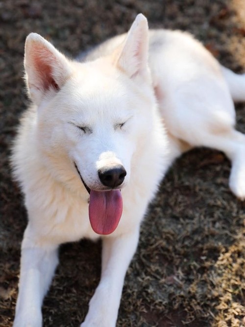 Từng bị chủ bỏ đói để trả thù, chú chó husky đã “biến hình” ngoạn mục khi được chăm sóc ảnh 4