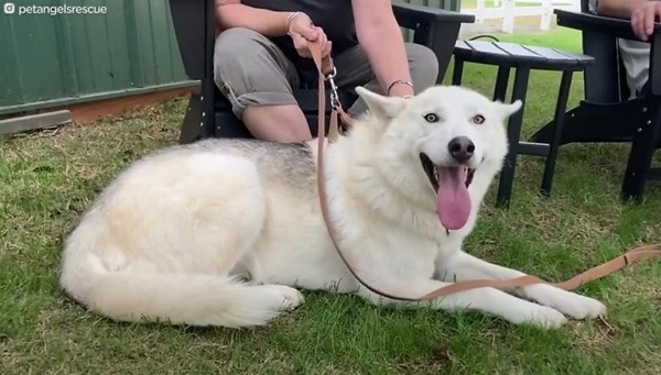 Từng bị chủ bỏ đói để trả thù, chú chó husky đã “biến hình” ngoạn mục khi được chăm sóc ảnh 3