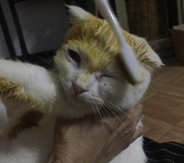 Cố chữa nấm cho mèo, cô chủ khiến em mèo biến thành màu vàng hoe như Pikachu ảnh 2