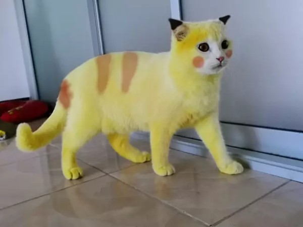 Cố chữa nấm cho mèo, cô chủ khiến em mèo biến thành màu vàng hoe như Pikachu ảnh 3