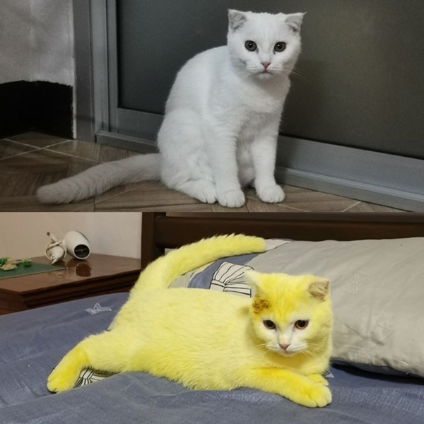 Cố chữa nấm cho mèo, cô chủ khiến em mèo biến thành màu vàng hoe như Pikachu ảnh 1