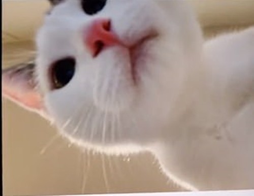 Để quên iPad ở nhà, khi về thì phát hiện ra em mèo cưng đã chụp hàng chục bức ảnh selfie ảnh 1