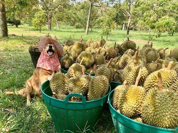 “Chủ” sạp trái cây dễ thương nhất thế giới: Đi mua sầu riêng, được khuyến mãi nụ cười duyên! ảnh 1