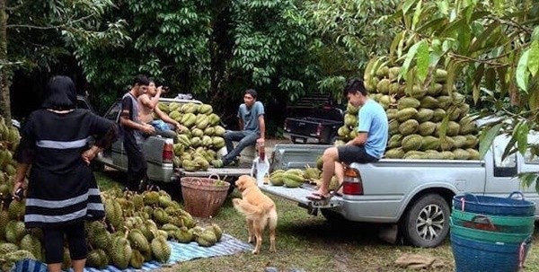 “Chủ” sạp trái cây dễ thương nhất thế giới: Đi mua sầu riêng, được khuyến mãi nụ cười duyên! ảnh 5